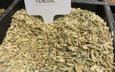 Pour ou contre les infusions de fenouil